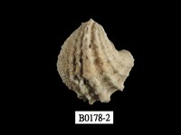 藏品(偏口蛤)的圖片